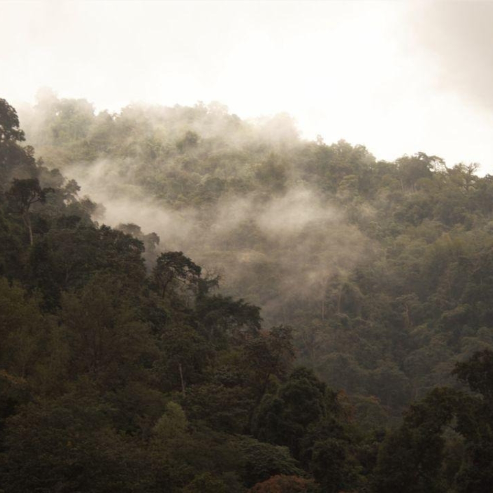 Forest Trekking Routes