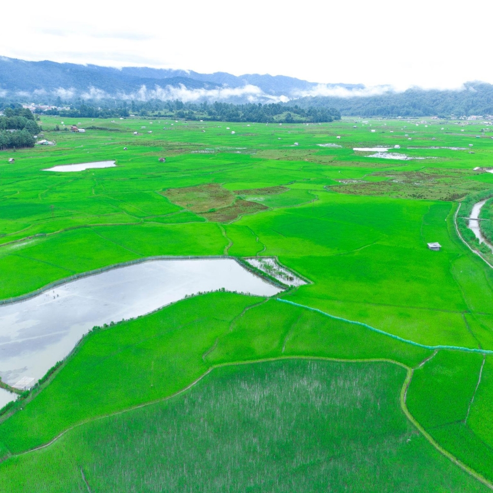 Ziro Valley